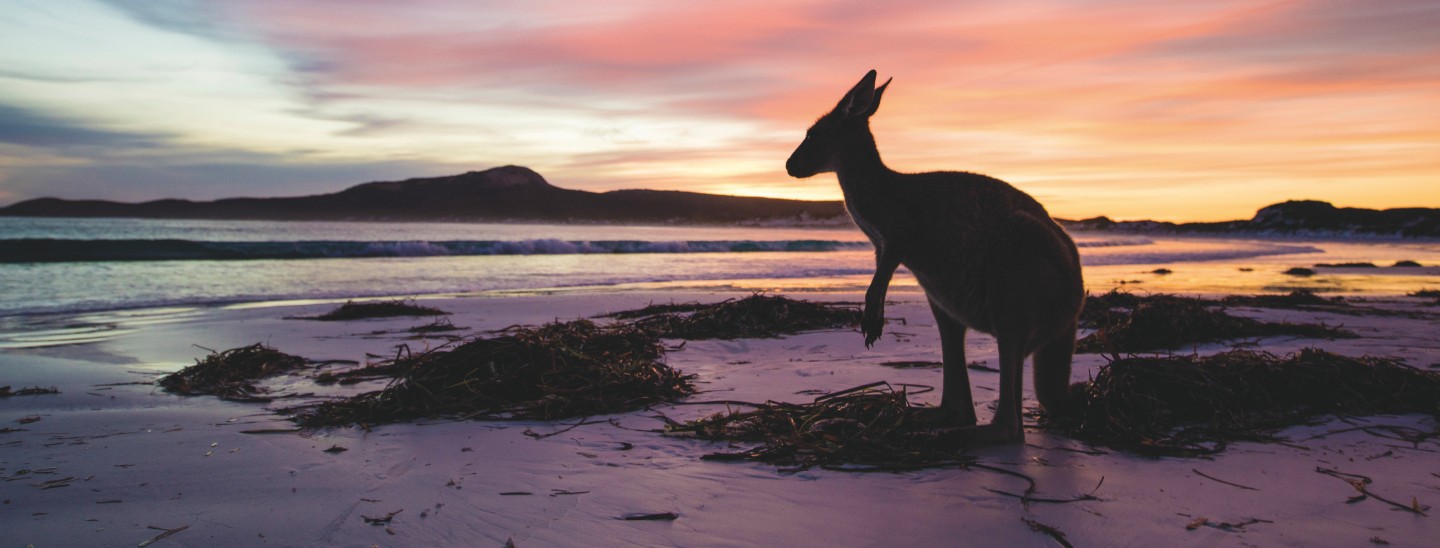 Off campus kangaroo on beach